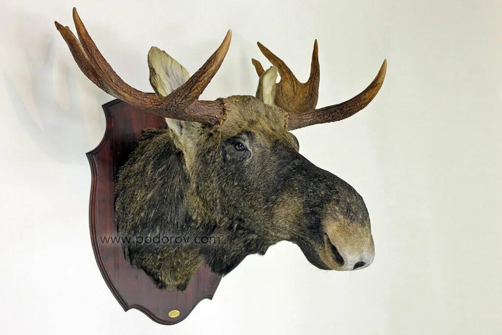 Как называется изготовление чучел. Чучело кряквы таксидермическое. Изготовление чучел. Чучело зайца. Как называется изготовление чучел.