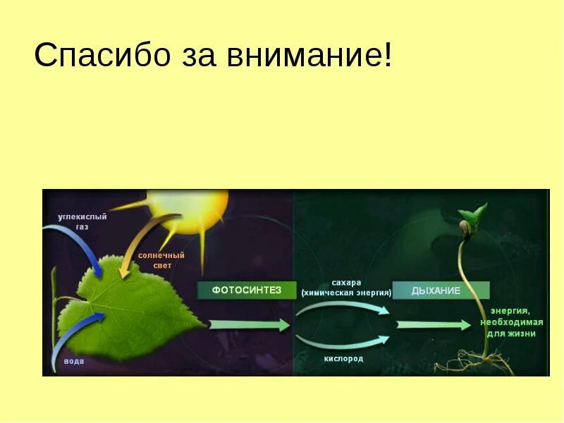 Фотосинтез. Схема процесса фотосинтеза. Фотосинтез у высших растений. Фотосинтез это в биологии. Плющ фотосинтез