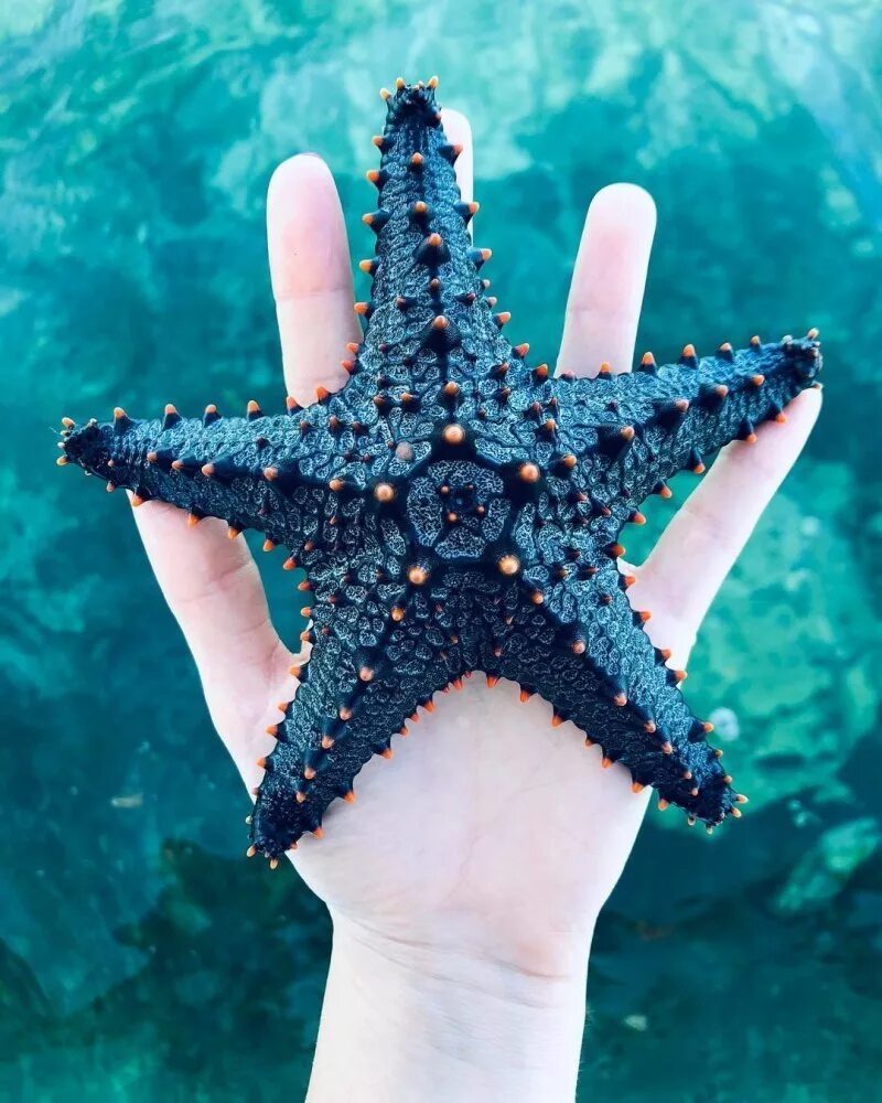 Солястер морская звезда. Иглокожие морские звезды. Морские занзд. Шестиконечная морская звезда.