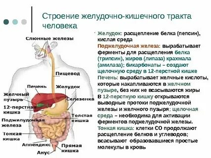 Какой орган вырабатывает пищеварительные ферменты