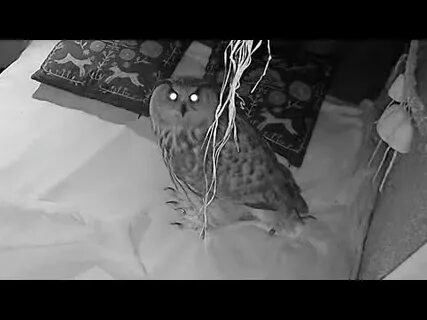 Сова видео крики