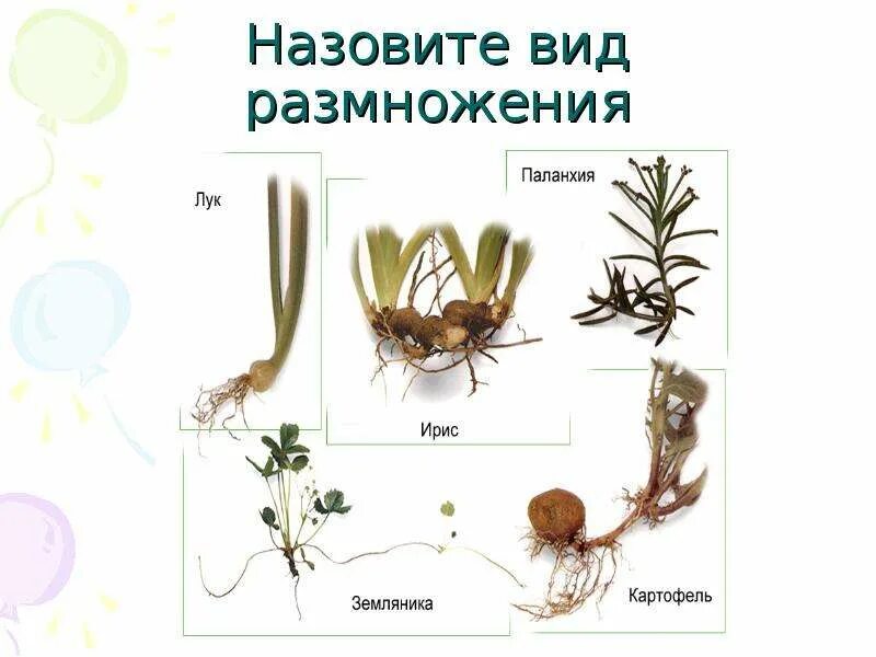 Размножение слияние гамет примеры. Размножение растений бесполое вегетативное бесполое размножение. Бесполое и вегетативное размножение таблица. Способы вегетативного размножения растений рисунки. Половое размножение процесс.