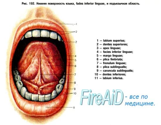 Подъязычная складка. Строение языка человека снизу схема с описанием. Как называются части языка.
