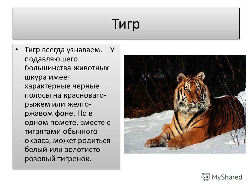 Подавляющее большинство животных. Подавляющее большинство животных. Носы животных. Возрастная динамика страха. Подавляющее большинство животных.