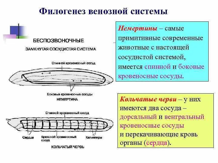 Функции филогенез. Немертины кровеносная система. Онтогенез кровеносной системы. Онтогенез сердечно-сосудистой системы. Филогенез кровеносной системы.