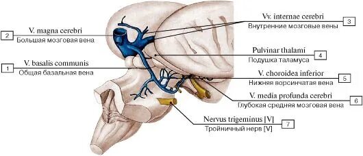 Внутренняя вена латынь. Базальная мозговая Вена. Вена Галена головного мозга.