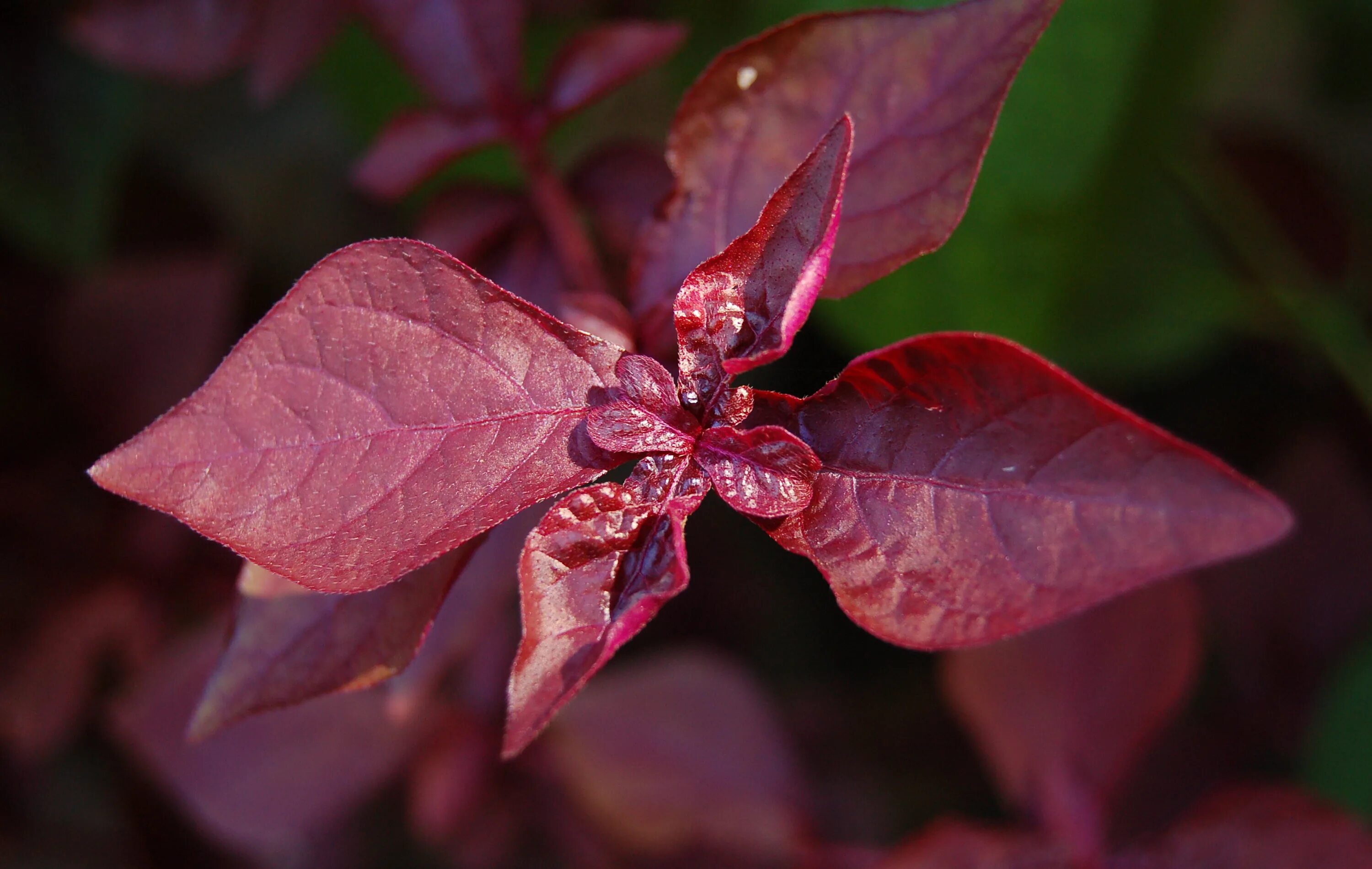 Бордовые листья. Клён красный секка. Рождественский цветок с красными листьями. Клён красный кримсон. Листья кустарников.