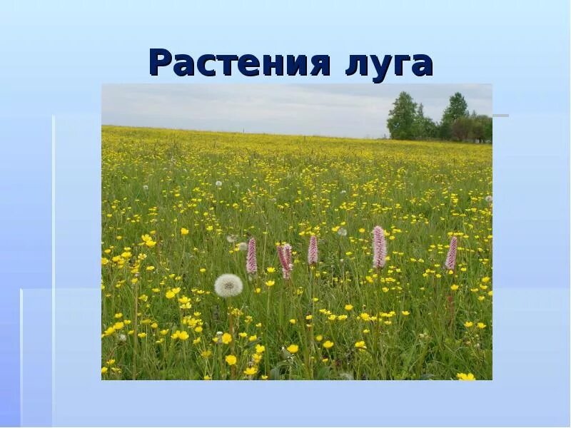 Растения лугов. Растительность Луга. Растения Луга презентация. Растительный мир Луга.