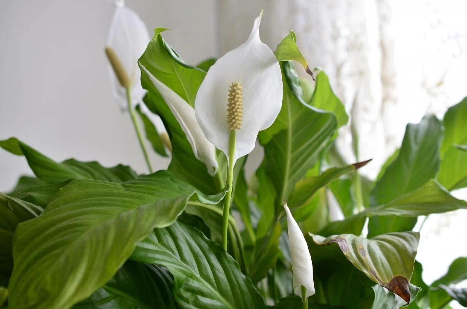 Спатифиллум зимой. Спатифиллум (Peace Lily). Спатифиллум (Spathiphyllum). Спатифиллум Дели. Спатифиллум Беллини.