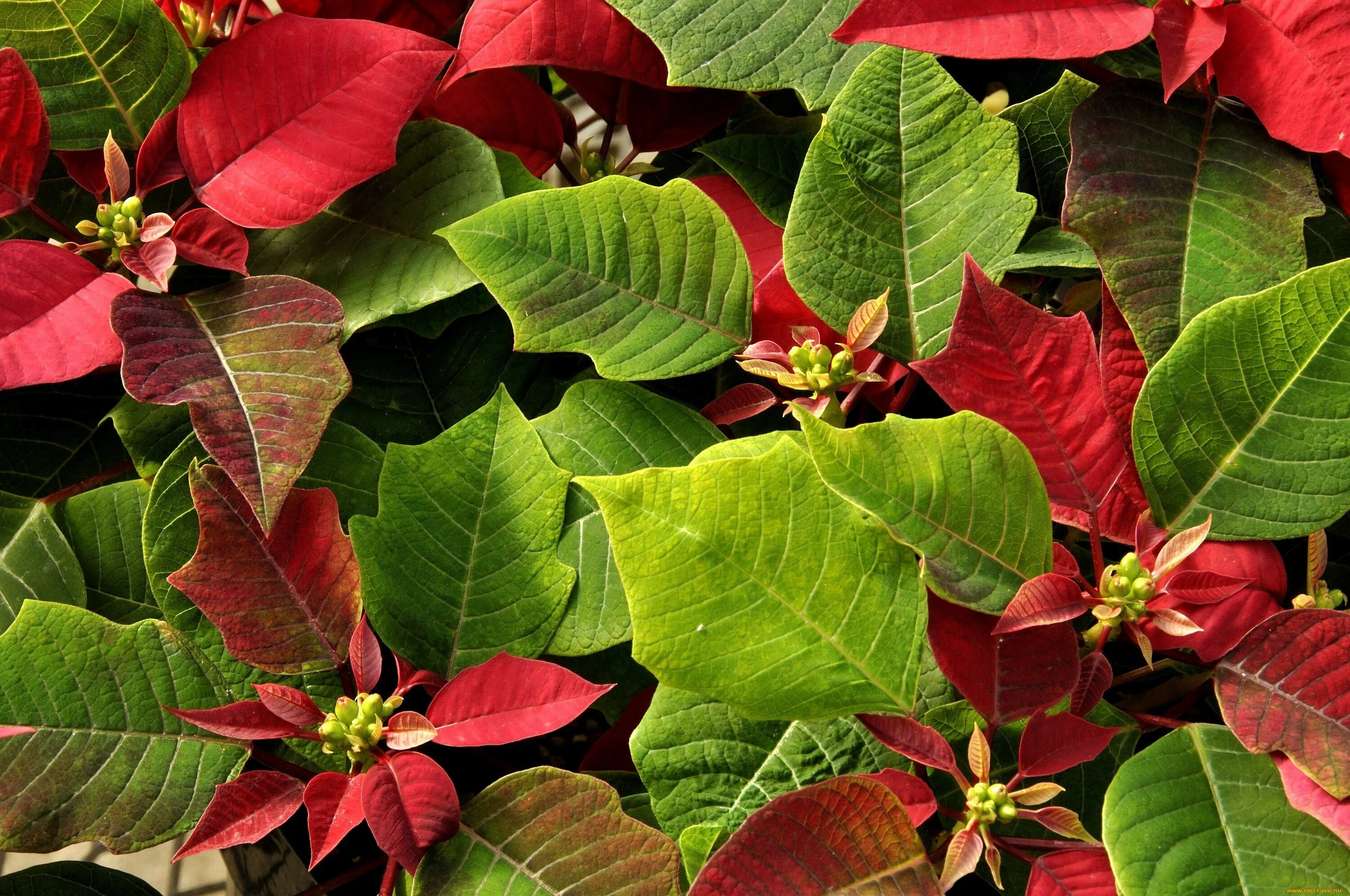 монстера крупнолистная. размер листьев комнатных растений. цветок педилантус титималоидный.