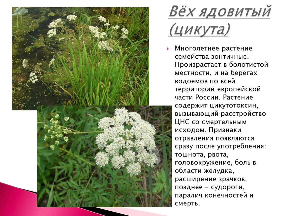Ядовитая трава для зубной боли. Ядовитая трава для зубной боли. Зонтичные растения. Heracleum борщевик. Борщевик мантегацци растение.