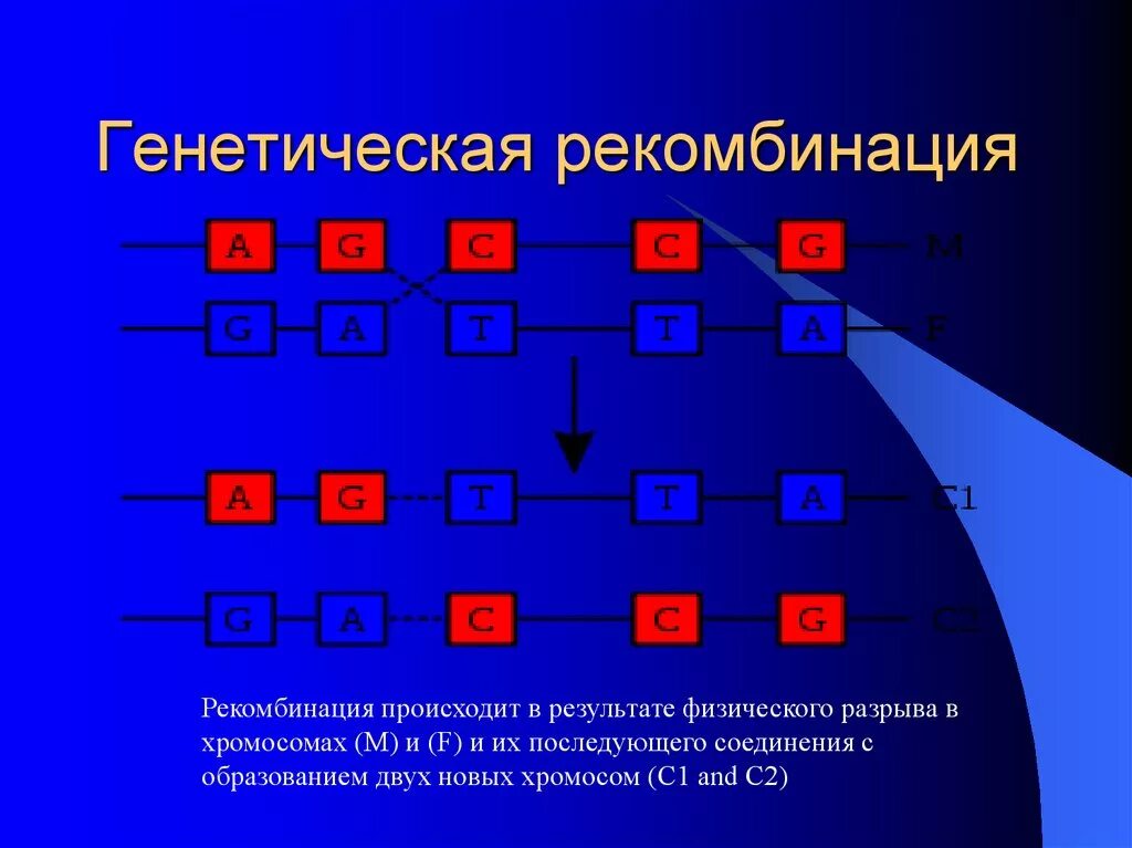 Генетически чистые линии. Рекомбинация. Генетическая рекомбинация. Типы генетических рекомбинаций. Рекомбинация генетического материала.