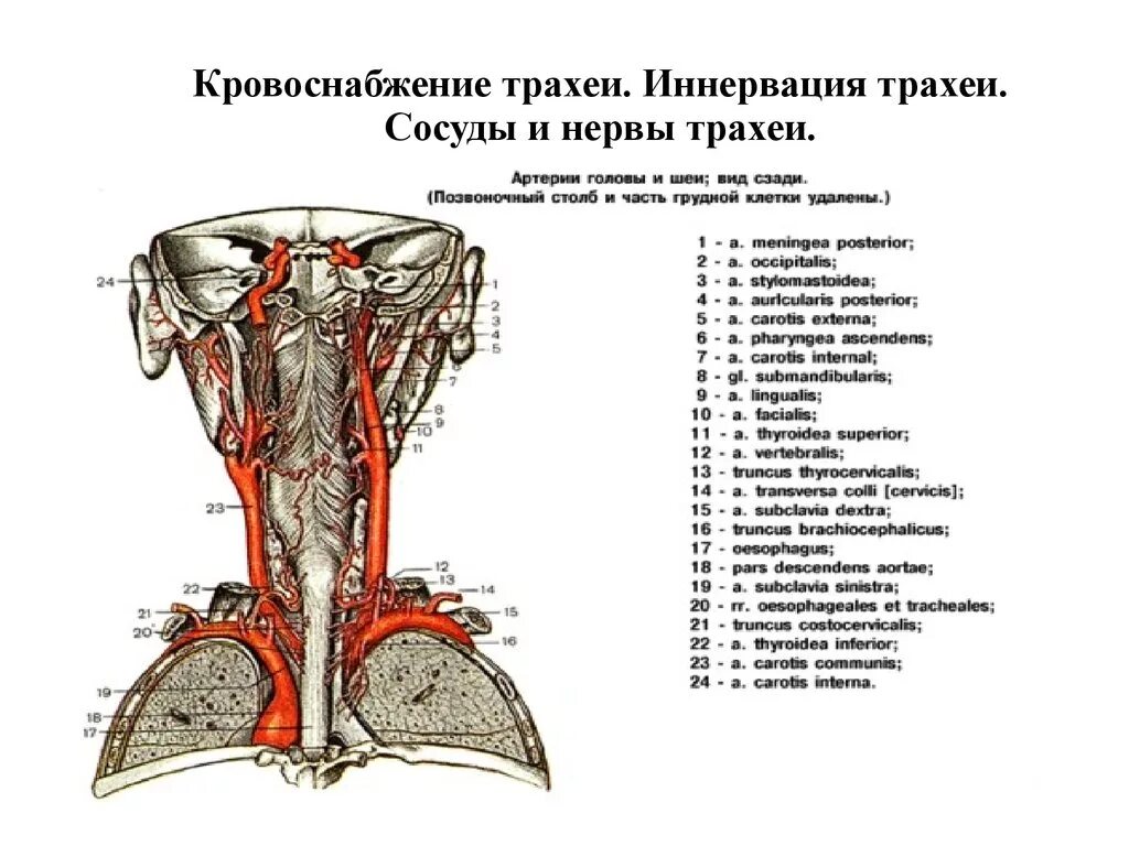 Кровоснабжение трахеи. Топография трахеи кровоснабжение. Шейная часть трахеи топографическая анатомия. Иннервация щитовидной железы схема.