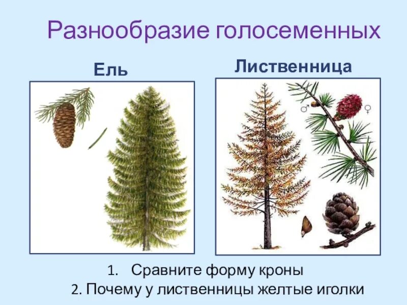 К голосеменным высшим растениям относятся. Отдел Голосеменные лиственница. Голосеменные сосна. Голосеменные ель обыкновенная. Голосеменные:ель сосна, лиственница.