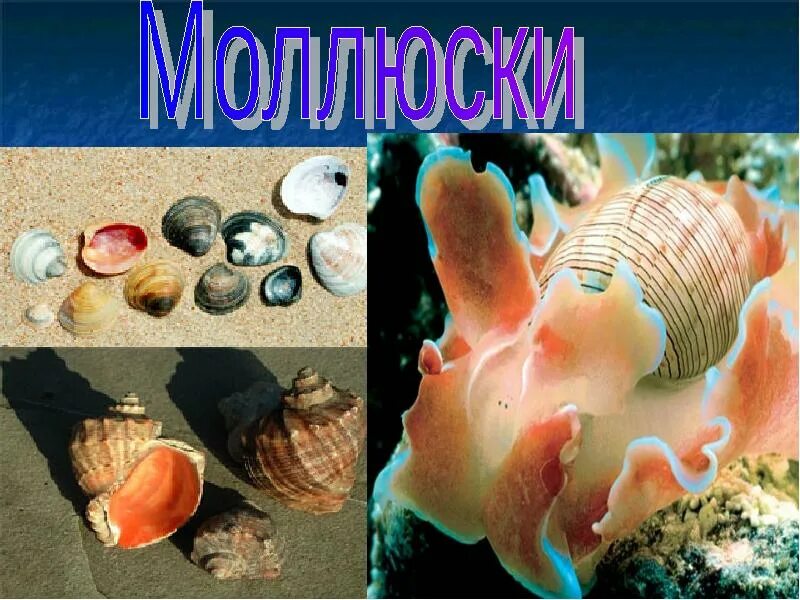 Моллюсков 5 класс. Моллюски проект. Моллюски презентация. Информация о моллюсках. Презентация на тему ракушки.