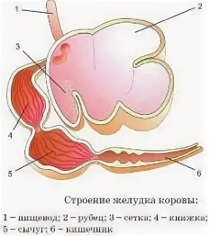 У кого из млекопитающих нет желудка