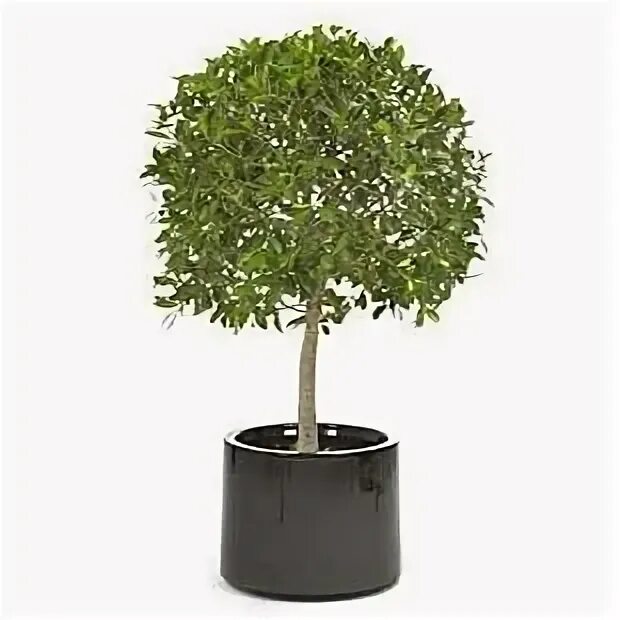 Ficus Hillii (microcarpa, фикус). Фикус рязань