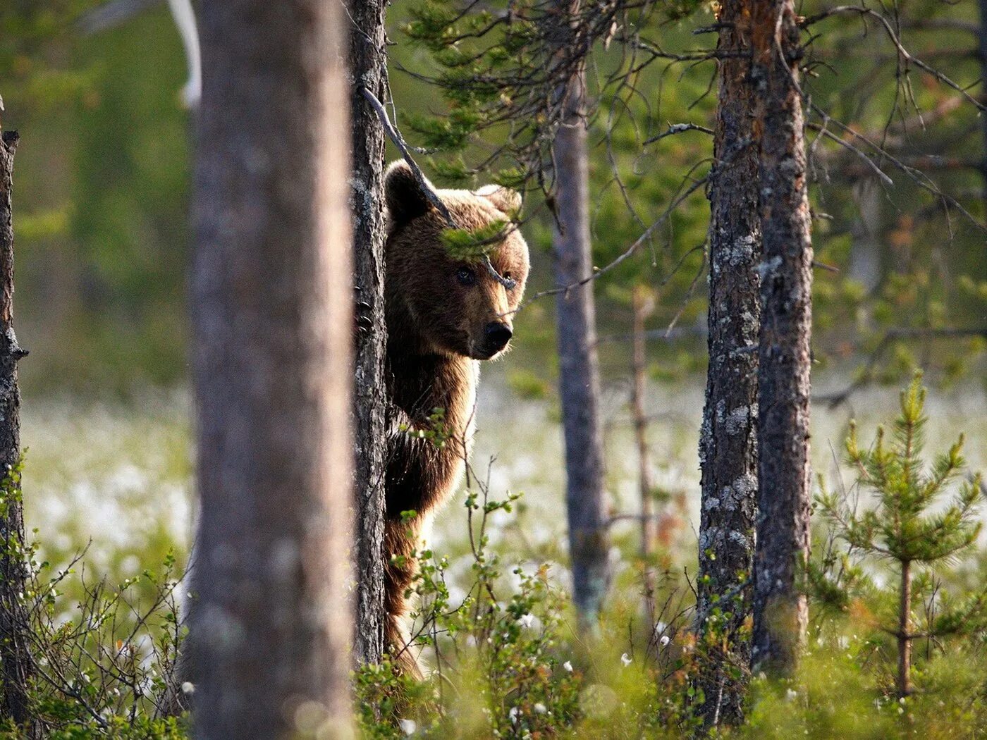 медведь на дереве. медведь карабкается на дерево. медведь спит. медведь под деревом. бурый медведь – ursus arctos l.