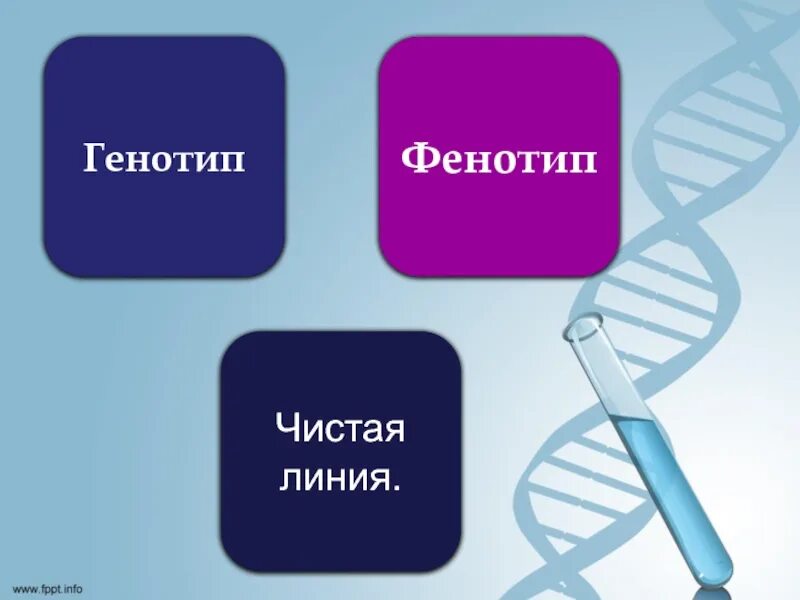 Фенотип чистой линии это. Основные понятия генетики 9 класс биология. Урок основные понятия генетики биология 9 кл.. Основные понятия генетики 9 класс презентация.