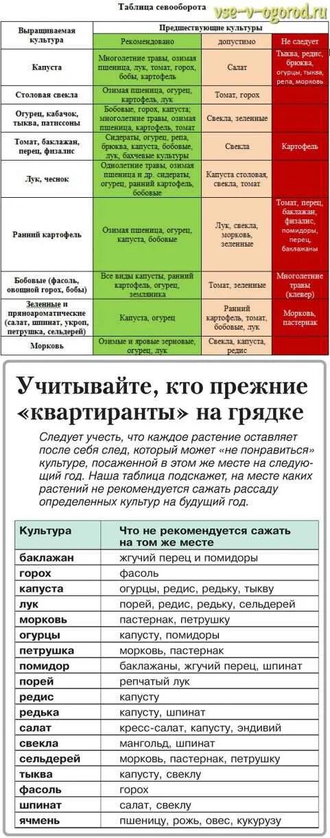 Что посадить после кабачков на следующий