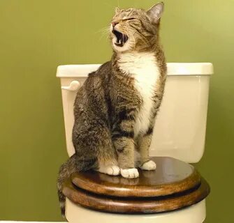 Кошка туалетный