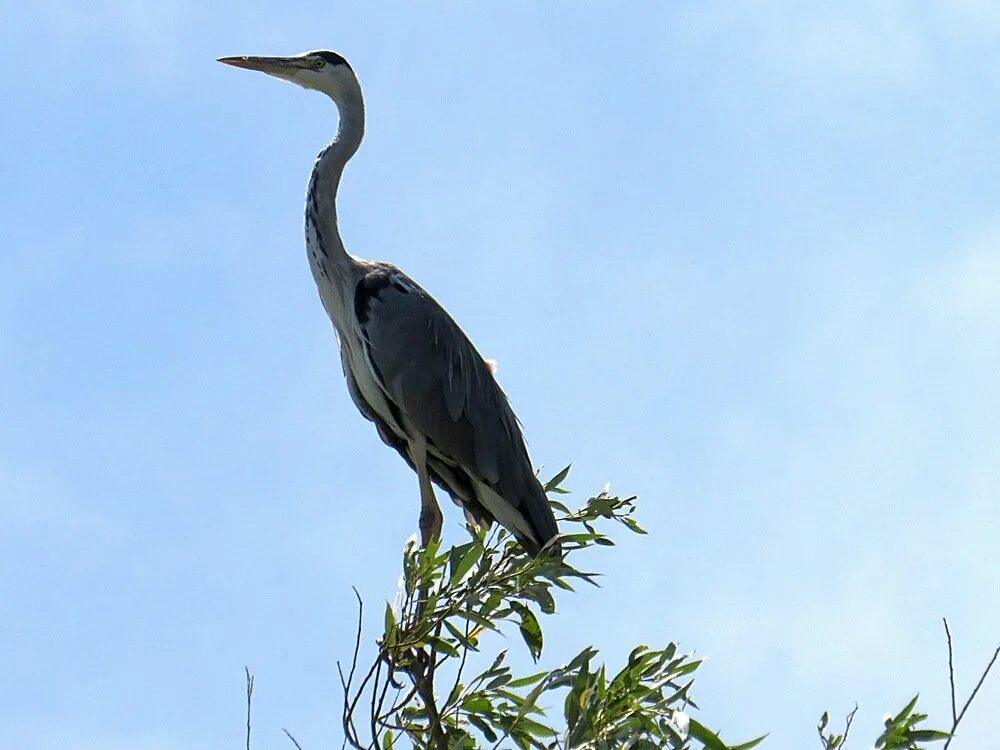цапля 4. цапля 4. белоснежные птицы. цапля 4. птенец цапли.
