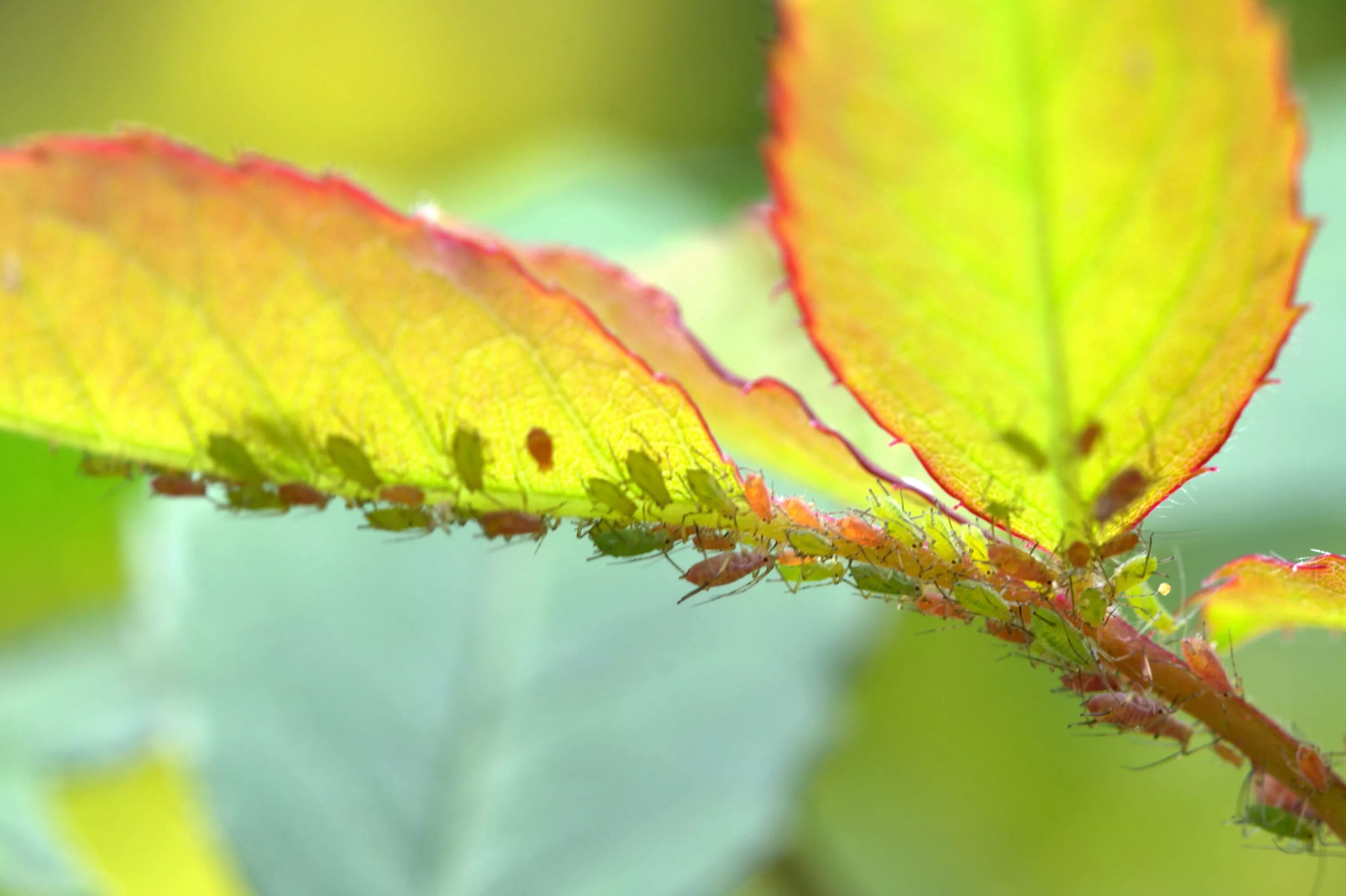 Септориоз груши. Черная пятнистость марсонина. Альтернариоз, церкоспороз. Вредители груши на листьях. Мучнистая роса на бересклете.