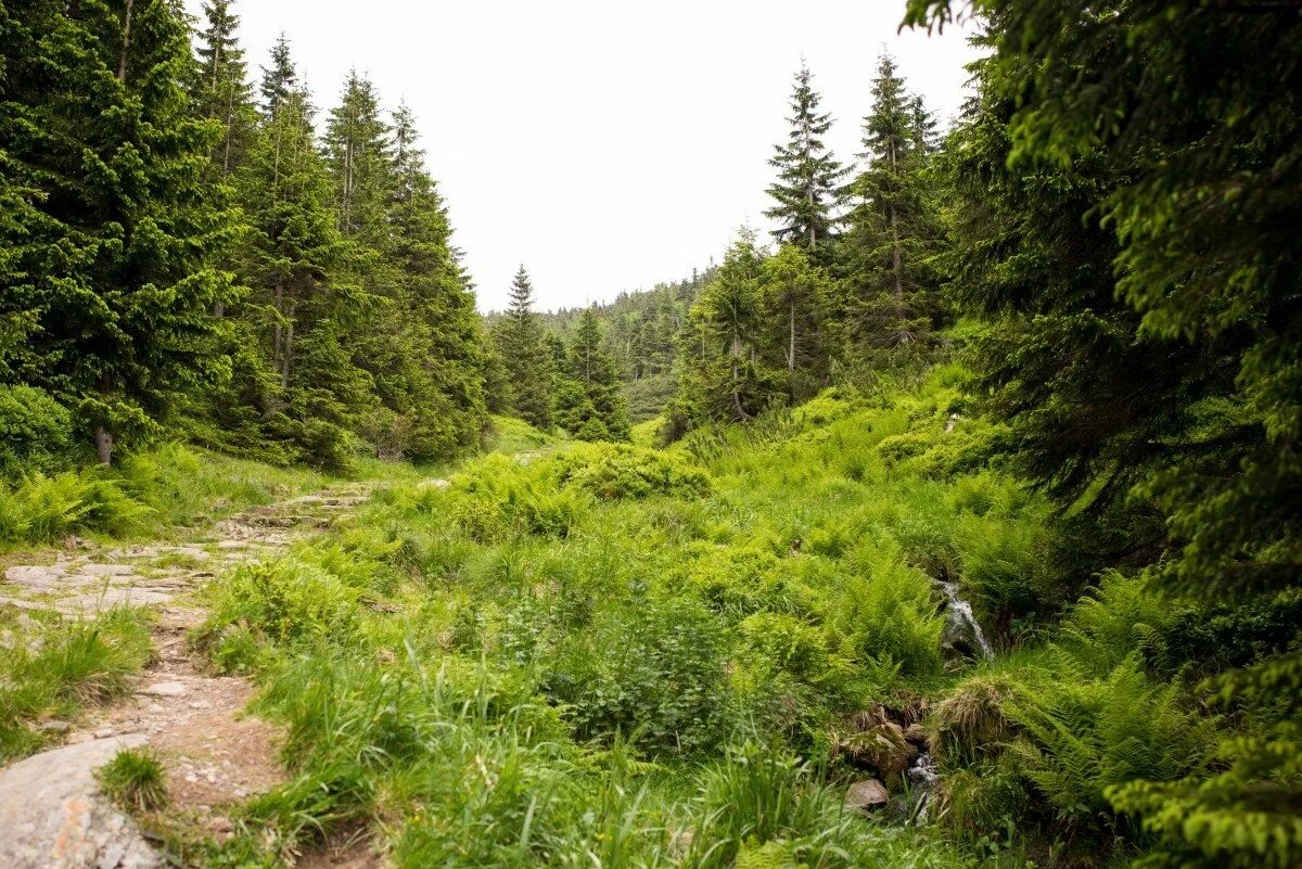 заросший овраг. в лесу на поле в овраге лежит. овраг в лесу. красивый овраг. каменистая тропинка в лесу.