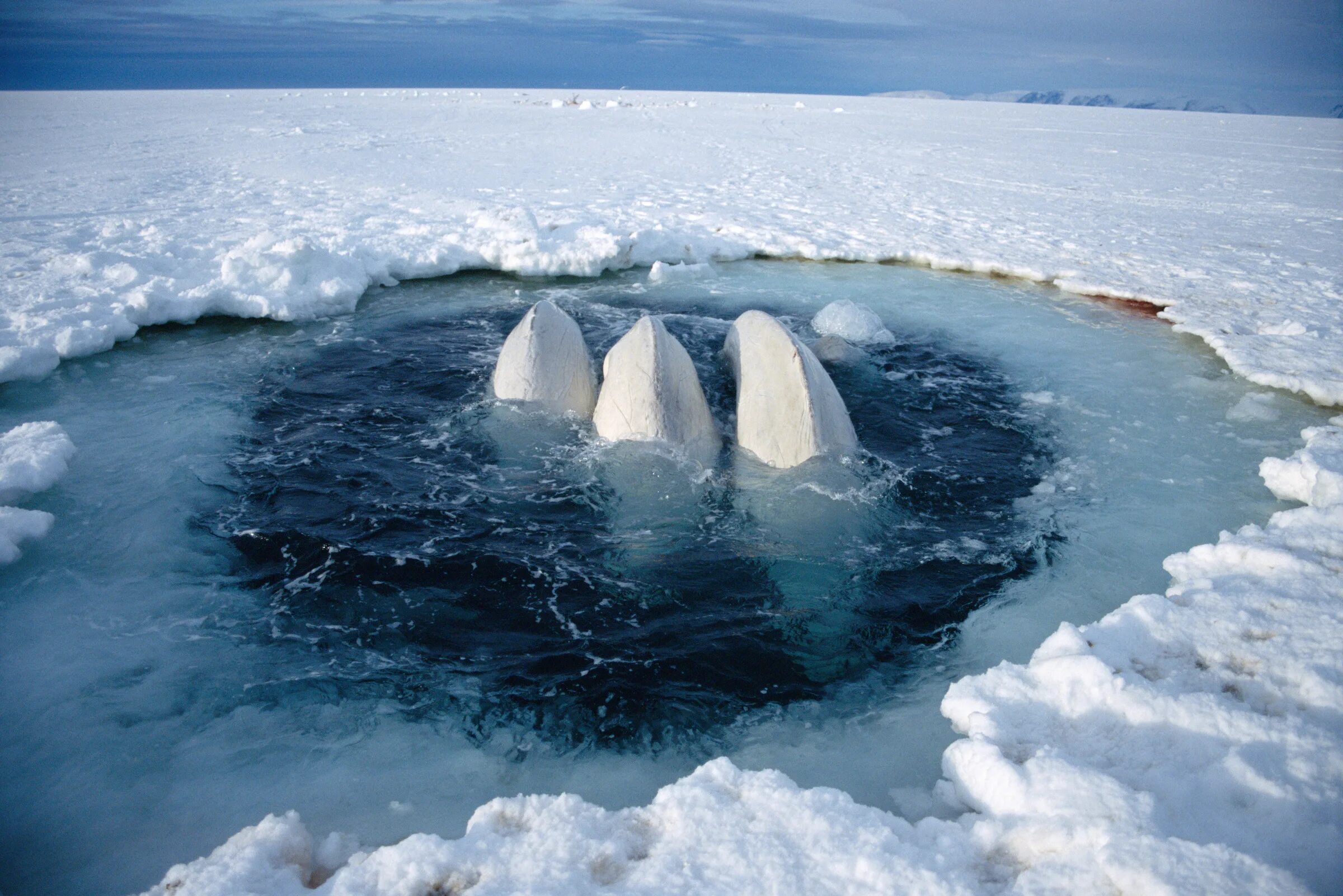 Белуха Северного Ледовитого океана. Белуха в Арктике. Белуха Охотское море. Белуга Баренцево море.