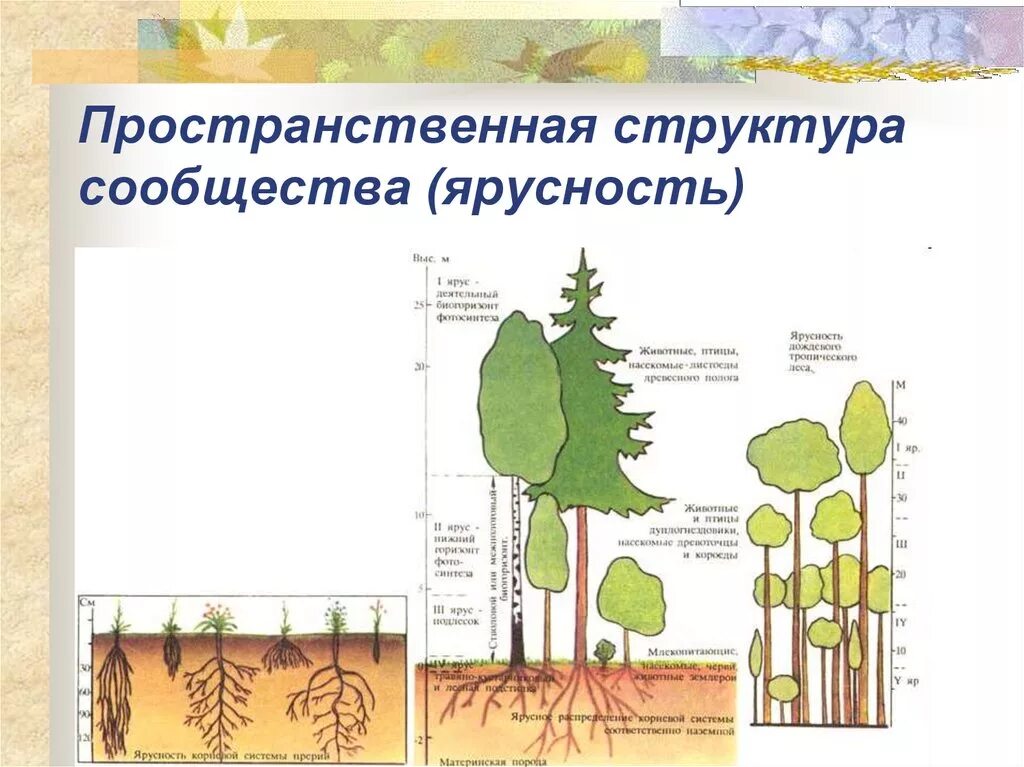 Охарактеризуйте роль ярусного размещения видов в биогеоценозе. Вертикальная структура биоценоза ярусность. Ярусность лесного фитоценоза. Подземная ярусность сообществ. Ярусы леса схема.