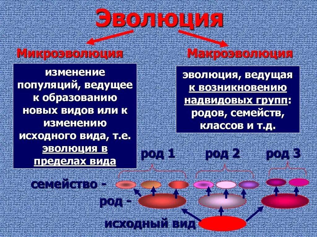 К образованию новых видов приводит изменение генофонда. Микроэволюция. Микроэволюция и Макроэволюция. Микроэволюция виды образования. Микроэволюция и микроэволюция.