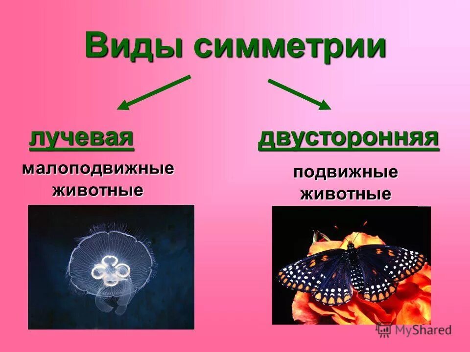 Представители кишечнополостных лучевая симметрия. Типы симметрии животных. Лучевая симметрия кишечнополостных. Двусторонняя симметрия тела у животных. Двусторонняя симметрия тела у животных.