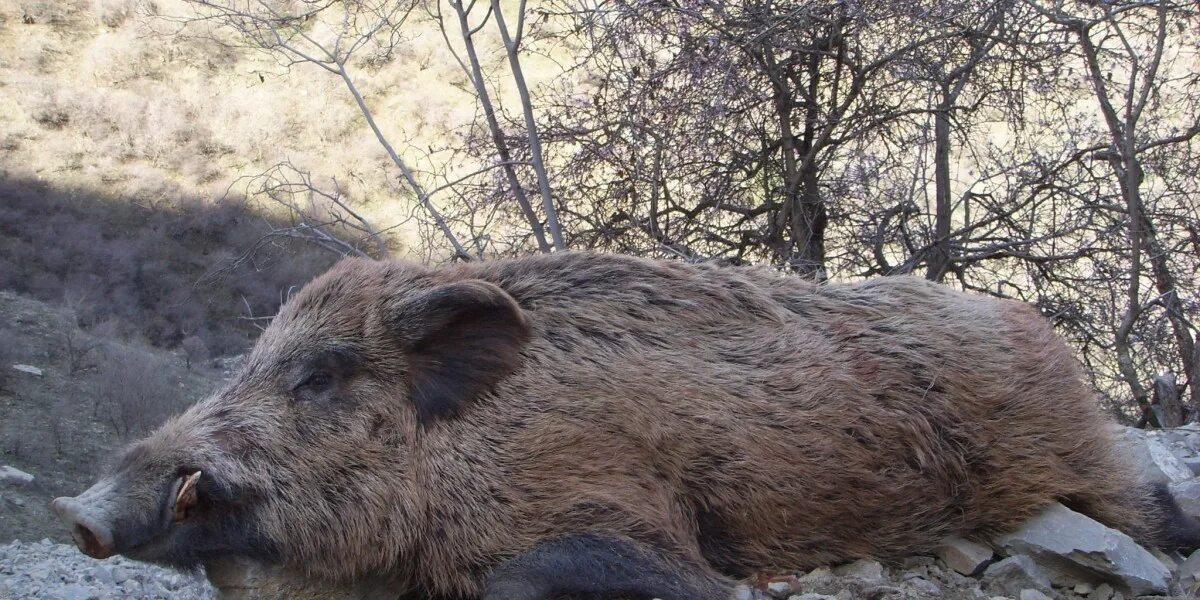 Алексей кабанов черска. Алексей кабанов черска. Ирина кабанова черска. Кабанов алексей александрович. Алексей кабанов ресторатор.