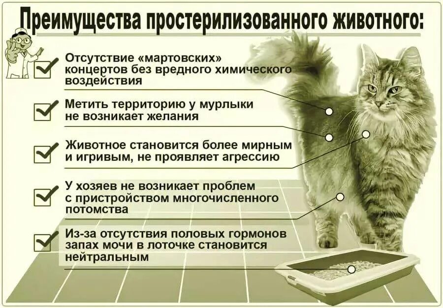 Как называется операция кошке