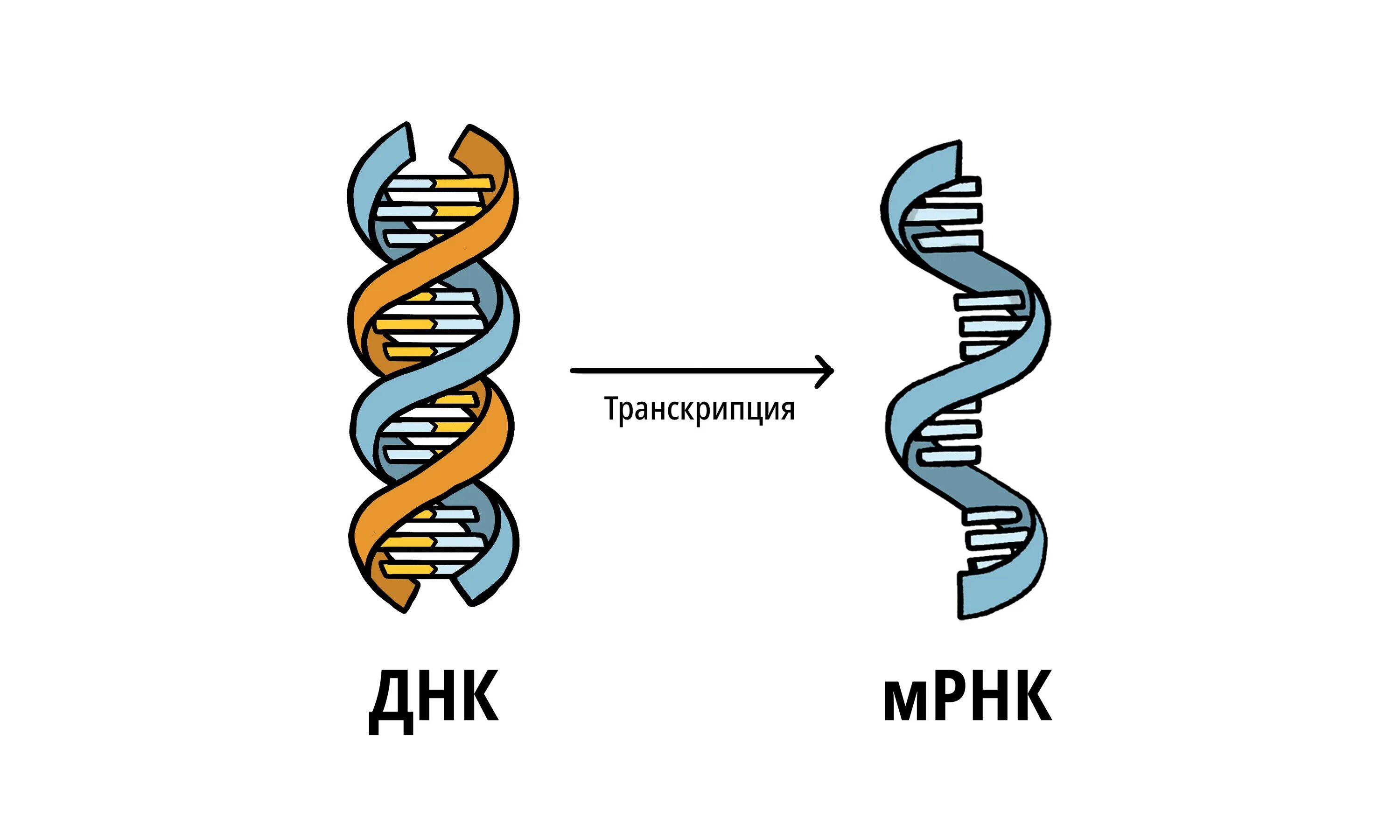 Днк готов. Схема действия РНК вакцины. Вакцины на основе матричной РНК. Вакцины на основе ДНК И МРНК. Механизм МРНК вакцины.