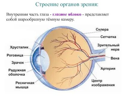 Строение глаза и названия
