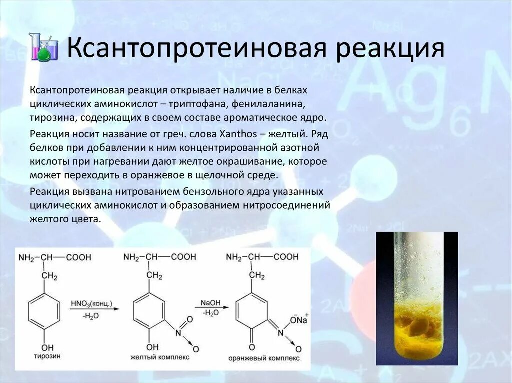 Полипептид с азотной кислотой дает окрашивание. Ксантопротеиновая реакция механизм реакции. Ксантопротеиновая реакция на тирозин. Ксантопротеиновая реакция белков. Ксантопротеиновая реакция обнаружения ароматических аминокислот.