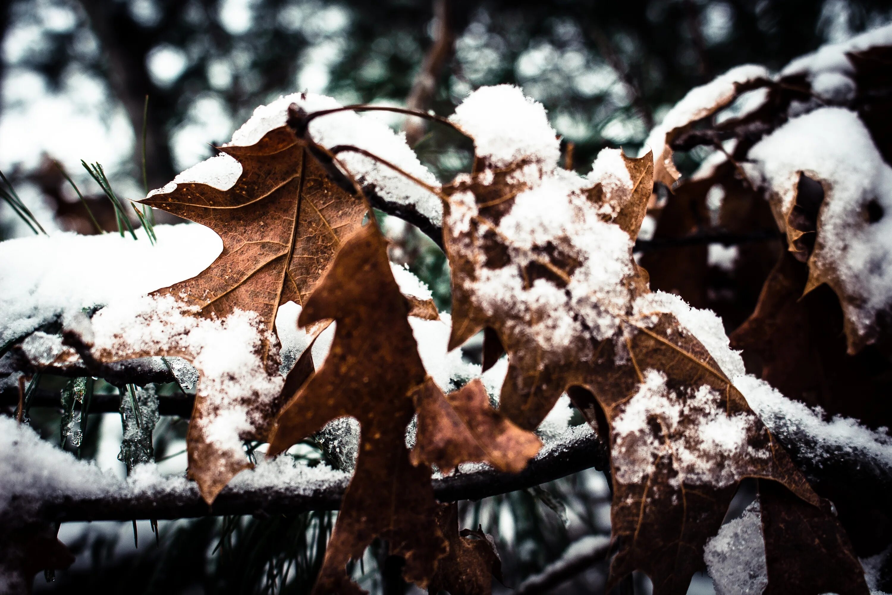 Snow leaf