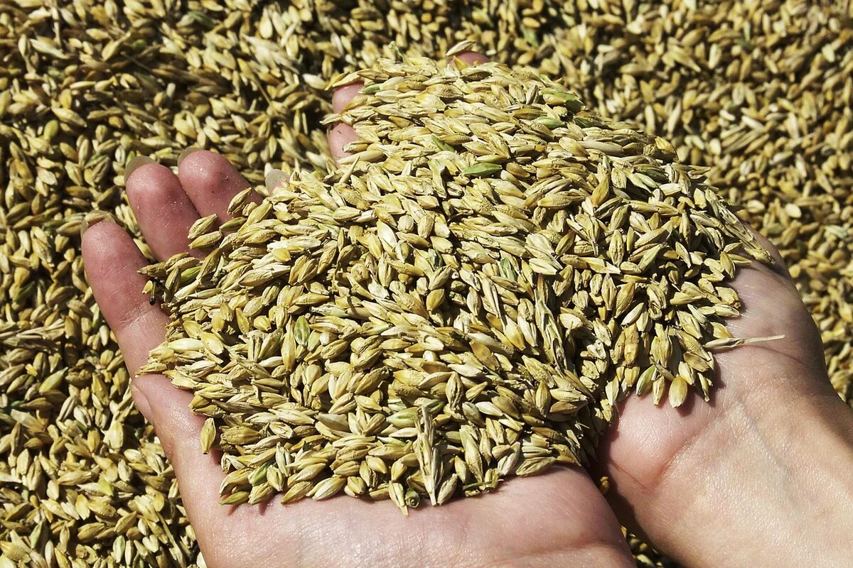 Ячмень страны. Пшеница зерно. Пшеница ячмень кукуруза. Экспорт зерна. Экспорт пшеницы.