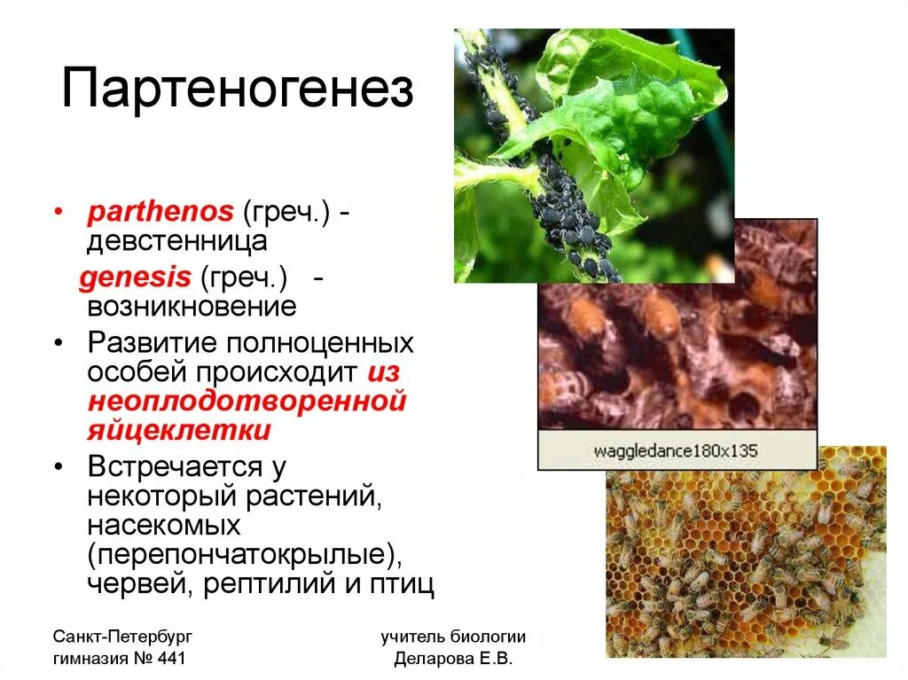 Размножается партеногенетически. Телитокический партеногенез. Партеногенез размножение. Партеногенез у растений. Партеногенетическое развитие.