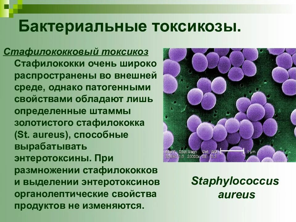 Характеристика Staphylococcus aureus (золотистый стафилококк),. Стафилококк размножение бактерий. Пищевая токсикоинфекция стафилококк.