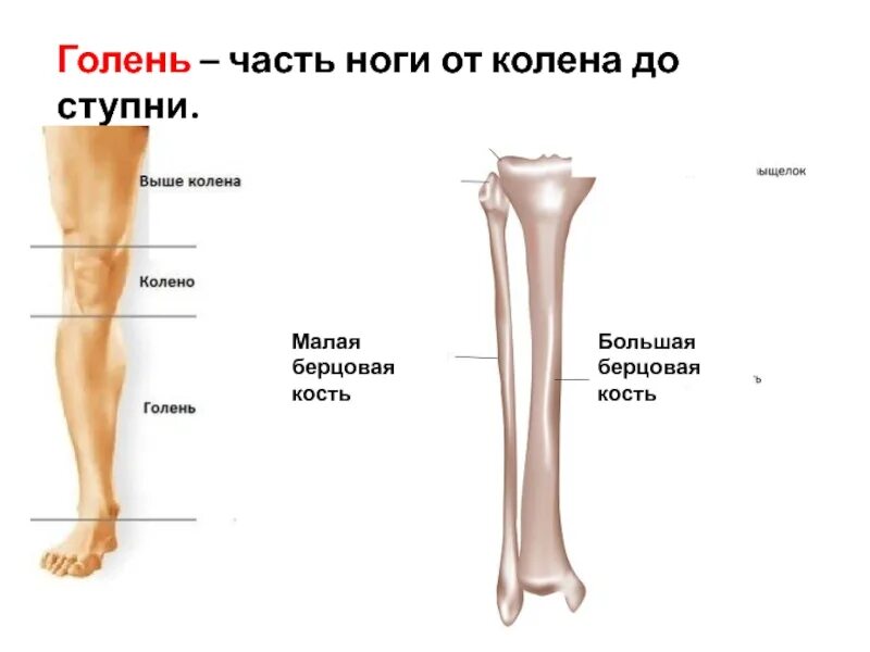 Находится берцовая кость