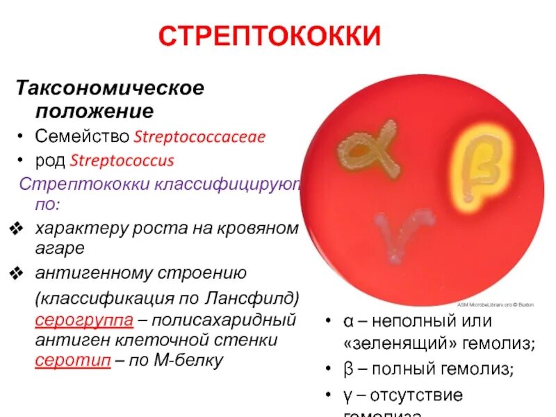 Можно вылечить стрептококк. Антигенная структура гемолитического стрептококка. гемолизины стрептококков. строение стрептококков. стрептококк строение.