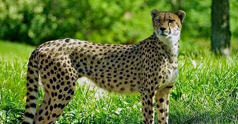 Үлкен өлшемді әйелдер үшін ұсынылған эротикалық позициялар