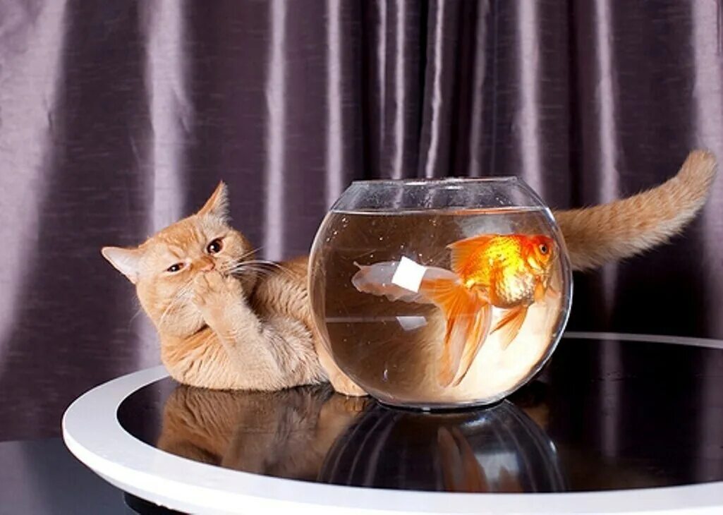 Рыбка для кошки. Золотая рыбка кошки. Аквариум с кошкой. Золотая рыбка кошки. Золотая рыбка обои.