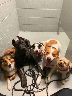 Is five dogs