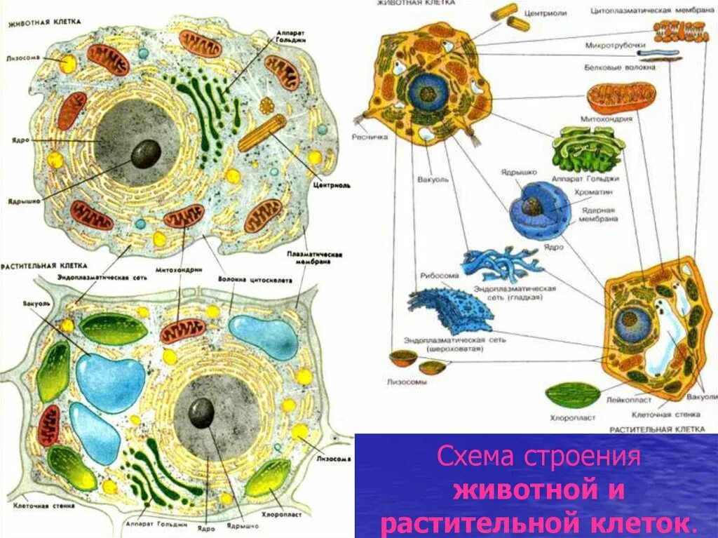 Вывод растительные и животные клетки. Схема строения животной и растительной клетки. Схема строения клеток животных и растений. Структура животной и растительной клетки. Растительная и животная клетка.