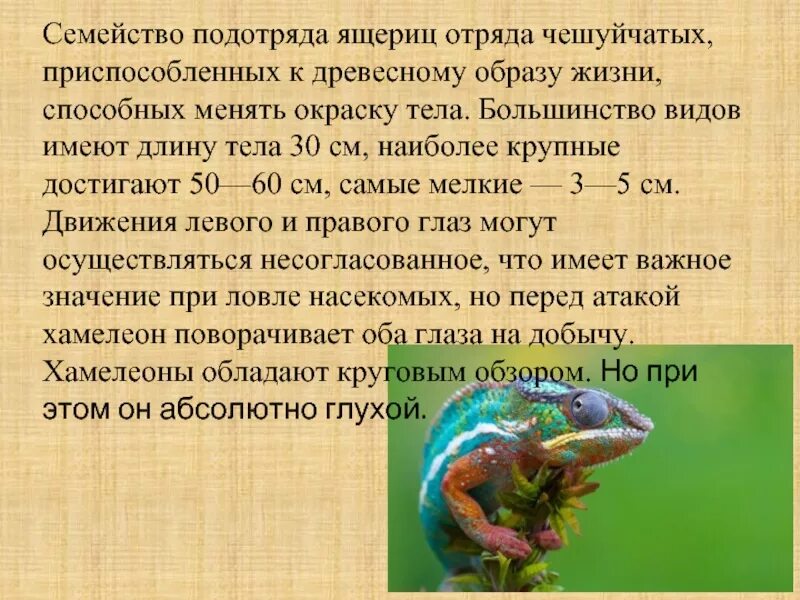 Подотряд ящерицы. Хамелеон описание. Характеристика ящерицы. Информация об Хамилионе. Рассказ хамелеон.