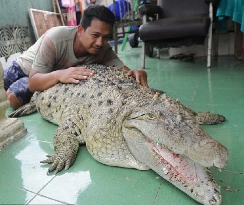 Купить крокодил про. Домашний крокодил. Карликовый крокодил. Ручной крокодил. Крокодил живой.