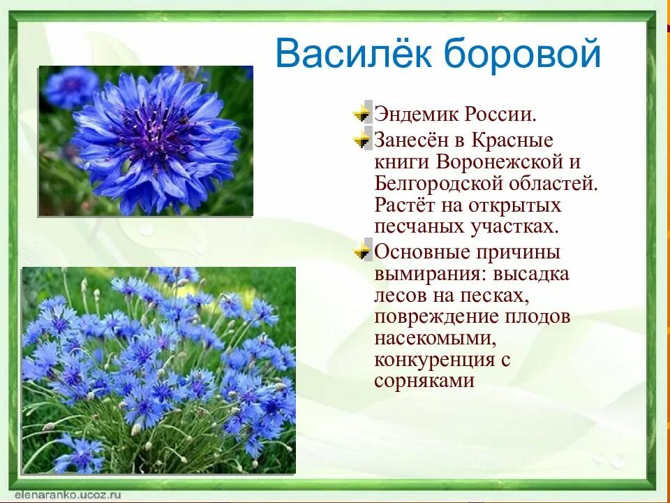 Василёк Боровой. Василек Боровой красная книга Воронежской области. Василёк Боровой описание. Василёк цветок описание. Василек текст описание